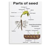 Parts of a Seed Educational Poster for Biology Classroom Decor