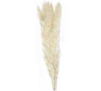 Party Pro 333FS4, Bouquet de 5 Pampas doudou blanc naturel 60 cm