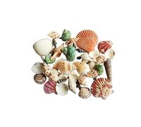 PartyKindom 1 paquet Set de Ornements Coquillages Naturels pour Décoration Aquarium et Bricolage Mélange de Coquilles de Conch