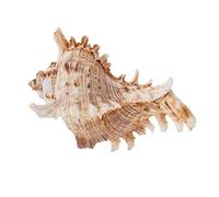 PartyKindom 1Pièce Décoration Aquarium Conque Accessoire de Paysage Aquatique Aquarium Créer Une Ambiance