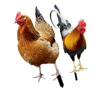 PartyKindom 2 pièces Piquets de Jardin Poule Décorative Résistants Aux Intempéries pour Pelouse et Cour