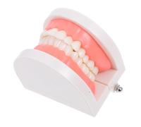 PartyKindom Modèle Oral De Dents Adultes Standard Pour Démonstration Et Enseignement, Modèle Pédagogique Typodont D'étude Gencives Visibles, Outil Éducatif Pour Apprentissage Buccal