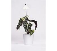 Parus by Venso Lampe à plantes SUNLiTE 7W blanc, lampe de croissance LED avec tige télescopique, lampe de croissance pour plantes d' Blanc G