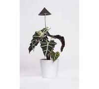 Parus by Venso Lampe à plantes SUNLiTE 7W gris, lampe de croissance LED avec tige télescopique, lampe de croissance pour plantes d'intérieur et plantes vertes