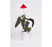 Parus by Venso Lampe à plantes SUNLiTE 7W rouge, lampe de croissance LED avec tige télescopique, lampe de croissance pour plantes d' G