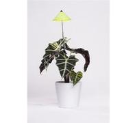 Parus by Venso Lampe à plantes SUNLiTE 7W vert, lampe de croissance LED avec tige télescopique, lampe de croissance pour plantes d'i Vert G