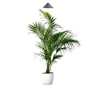 Parus by Venso Lampe à plantes SUNLiTE XL 25W gris, lampe de croissance LED avec tige télescopique, lampe de croissance pour plantes d'intérieur et plantes vertes