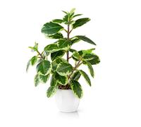 PASCH® Camélia artificielle en pot (29 cm) en pot en céramique blanc : Plantes artificielles réalistes | Plantes artificielles en pot | Fausse plante | Plantes d'intérieur artificielles | Fleurs