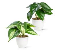 PASCH® Lot de 2 plantes artificielles comme de vraies plantes (18 cm) dans des pots en mélamine incassables | Plantes artificielles en pot | Fleurs artificielles en pot | Fleurs artificielles