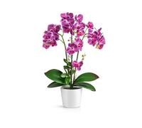 PASCH® Orchidées artificielles dans des pots en céramique brillante (46 cm) | Fleurs artificielles comme de vraies | Orchidées artificielles en pot (violet)