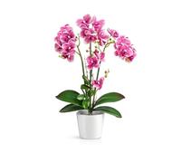 PASCH® Orchidées artificielles dans des pots en céramique brillante (46 cm) | Fleurs artificielles comme de vraies | Fleurs artificielles en pot (blanc/rose)