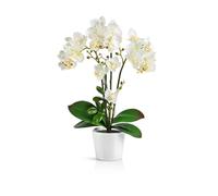 PASCH® Orchidées Artificielles Dans Des Pots en Céramique Brillante (46 cm) | Fleurs en Pot (Blanc)