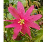 Passiflora antioquiensis/Fruit de la passion banane/Conteneur de 2 à 2.9 litres/Plante grimpante