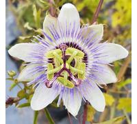 Passiflora caerula/Fleur de la Passion/Conteneur de 2 à 2.9 litres/Plante grimpante