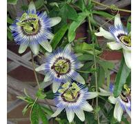 Passiflora caerulea 5 l 80-100 cm