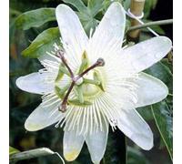 Passiflora Caerulea 'Constance Elliot'- Passiflore 50-60 cm en conteneur