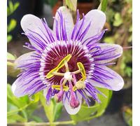 Passiflora x caerula 'Purple Haze' / Fleur de la Passion/Conteneur de 2 à 2.9 litres/Plante grimpante