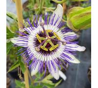 Passiflora x colvillii/Fleur de la Passion/Conteneur de 2 à 2.9 litres/Plante grimpante