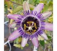 Passiflora x RIVERSIDE® 'Damsel's Delight'® / Fleur de la Passion bicolore/Conteneur de 5 à 6 litres/Plante grimpante