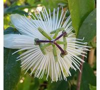 Passiflora x RIVERSIDE® 'Snow Queen'® / Fleur de la Passion blanche/Conteneur de 3 à 4 litres/Plante grimpante