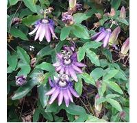 Passiflore Amethyst Fleur de la Passion Plante grimpante d'extérieur en pot de 9 cm