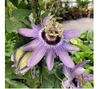 Passiflore ""Betty Myles"" jeune fleur de la passion vigne de jardin dans pot de 9 cm