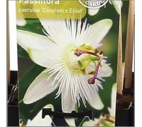 Passiflore blanche 'Constance Elliot' - Ø15cm - ↕65cm