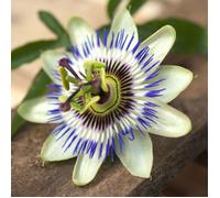 Passiflore bleue, Fleur de la passion