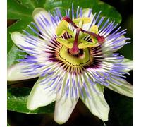 Passiflore bleue ""Passiflora Caerulea"" Arbuste de jardin compact, semi-persistant et rustique Pot 9 cm