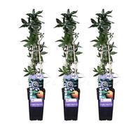 Passiflore - Lot de 3