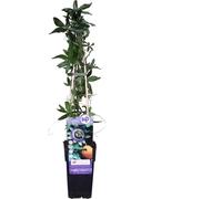 Passiflore Passiflora Caerulea 30cm - Plante grimpante exotique, vivace, rustique, floraison
