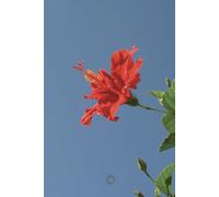 & Passion Flower: A Journal for Dreamers and Creators