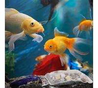 Patapalooza Élément filtrant 12 en 1 pour Aquarium, avec Plusieurs Fonctions de Purification et d'amélioration de la qualité de l'eau, idéal pour Garder Un Aquarium sain.