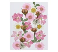 PATIKIL Naturel Séché Fleur Congé Assortiment Véritable Pressé Fleurs