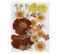PATIKIL Séché Pressé Fleurs, Naturel Séché Fleur Congé Assortiment Véritable Pressé Fleurs pour DIY Art Artisanat Résine Moule Créacollage, Orange Série