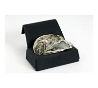 PATISSE Cale huîtres noir sans couteau