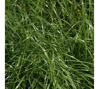 Pâturin bâtard Pâturin hybride (Lolium hybridum),