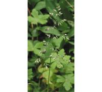 Pâturin des prés (Poa pratensis) 25 kg CHESTER