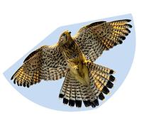 Günther Flugspiele 1 ligne Cerf-volant FAUCON Envergure (détails) 920 mm Force du vent supportée 3 - 6 bft
