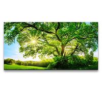 Paul Sinus Art Impression sur toile 120 x 60 cm Grand arbre Chêne Couronne d'arbre Vert Nature rayons du soleil