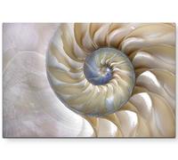 Paul Sinus Art Tableau de qualité en toile tendue à la perfection Motif coquillage de Nautilus, 120 x 80 cm