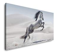 Paul Sinus Art Toile panoramique Motif cheval blanc 120 x 60 cm Format XXL