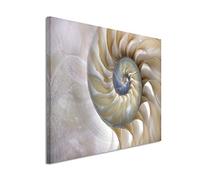 Paul Sinus Art Toile photo XXL 120 x 80 cm - Photographie de la nature - Motif Fibonacci dans la coquille - Tableau mural exclusif - Photographie moderne pour votre mur - Disponible dans de nombreuses