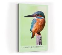 Paul Sinus Impression d'art 40 x 60 cm Common Kingfisher - Martin-pêcheur sur branche en gros plan brillant avec des couleurs vives