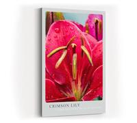 Paul Sinus Impression d'art 40 x 60 cm Crimson Lily fleur de lys rouge avec gouttes d'eau en gros plan