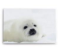 Paul Sinus Tableau mural 60 x 40 cm Art décoratif Motif phoque blanc Bébé, neige