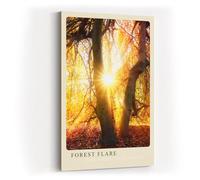 Paul Sinus Tableau mural 80 x 120 cm Forest Flare - Rayons de soleil dans la forêt d'automne dorée avec feuillage lumineux