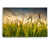 Paul Sinus Tableau mural décoratif Impression d'art 90 x 60 cm Champ de blé Champ de blé Ciel Nature Art photographique