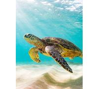 Pavemlo DIY 5D Diamond Painting Kits Tortue De Mer, Diamant Peinture Point De Croix Broderie Animaux, Strass Complet Image Arts Pour Peinture Salon Chambre Décoration Sticker Mural 30x40cm