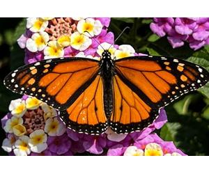 Pavillon Nautique Papillon monarque sur une fleur de lantana, par une | belle journée ensoleillée de printemps ou d'été Bannière Supporters 3x5 FT LéGer Grande Drapeau 2 œIllets Bannière